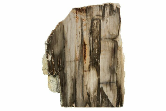 Polished, Petrified Wood (Metasequoia) Stand Up - Oregon #193745